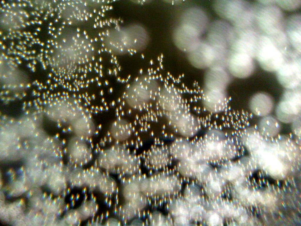 Champagner für alle