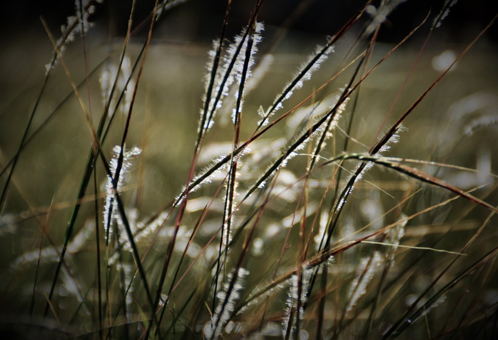 Sommergras by Tana Hell