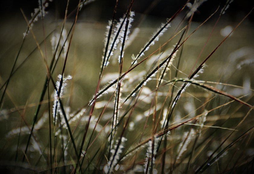 Sommergras by Tana Hell