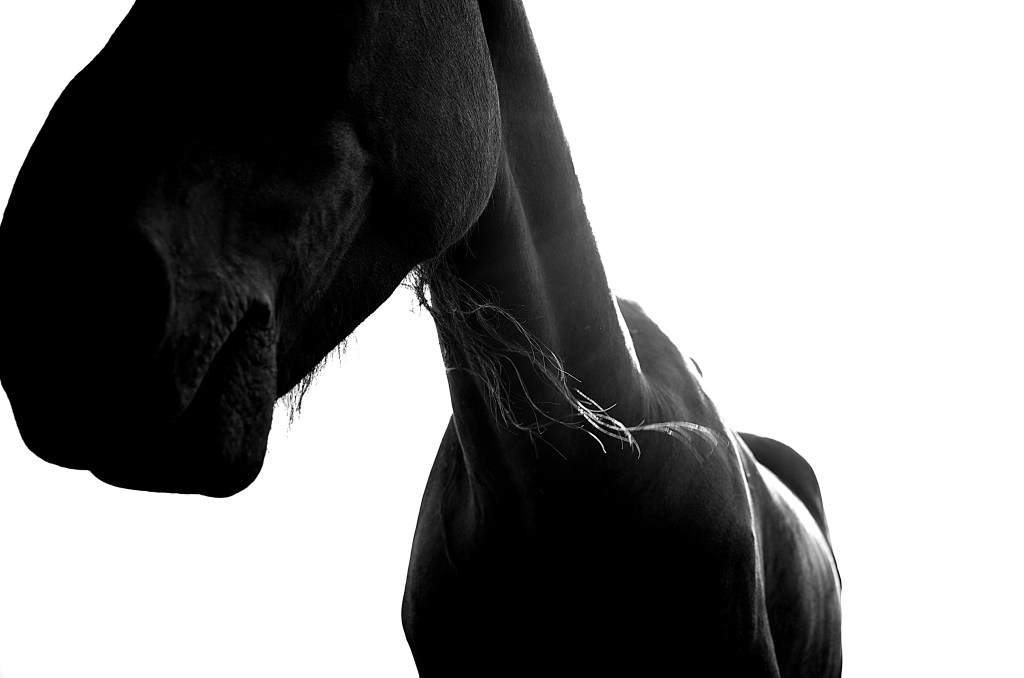 Black Beauty in the sun